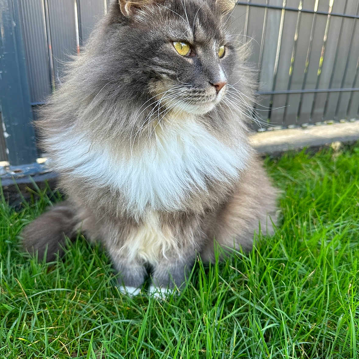 Orna a rejoint le concours — aidez-le/la à gagner de superbes lots ! abyssinian, angora, animal, backyard, cat, den, fence, field, grass, grassland, green, kitten, lawn, manx, nature, outdoors, pet, plant, wood, yard