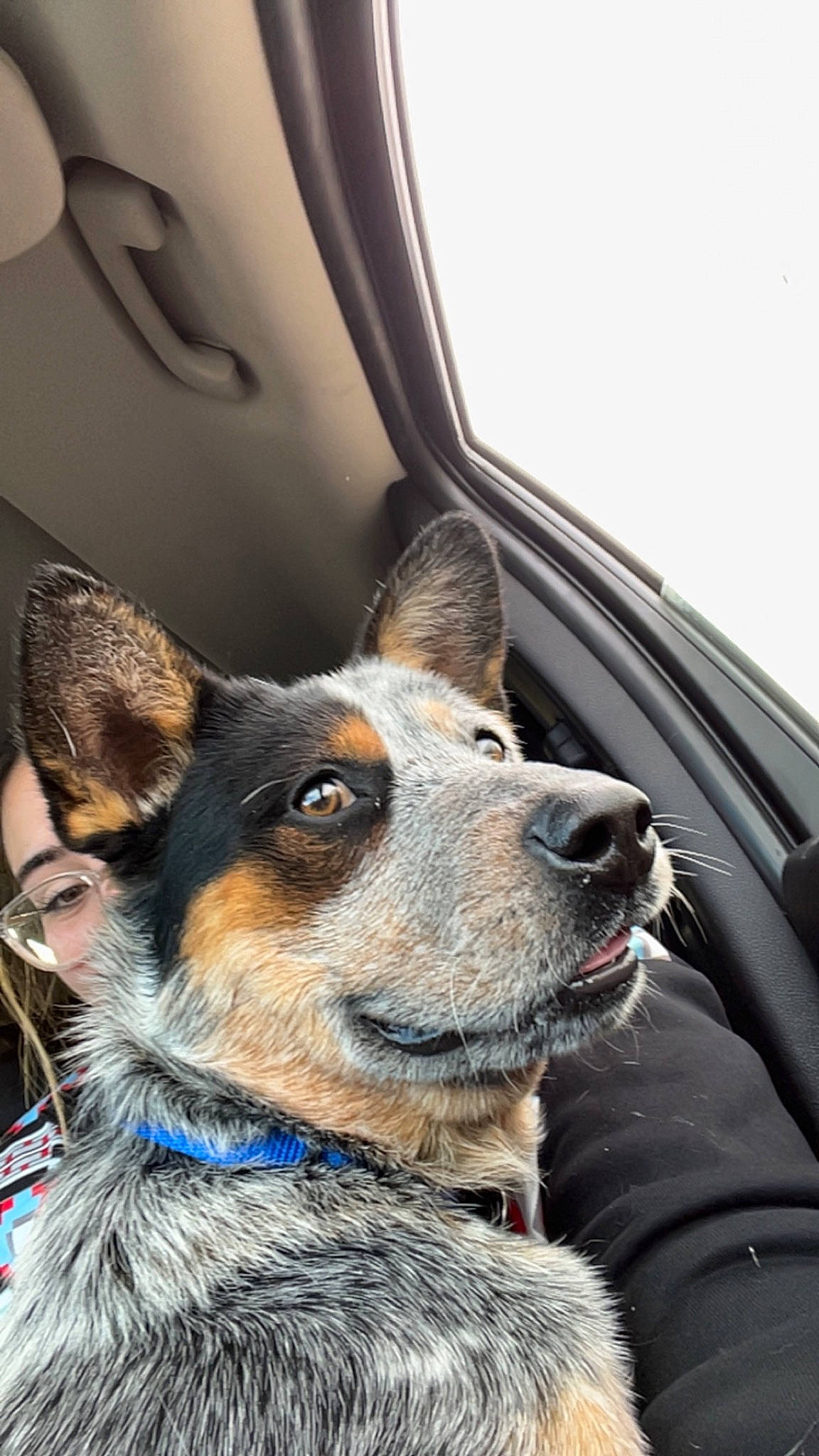 Buck joined the competition — help win amazing prizes! canidae, carnivore, collar, companion_dog, dog, dog_breed, dog_collar, electric_blue, fur, herding_dog, leash, snout, sporting_group, texas_heeler, vehicle, whiskers, window, windshield, working_animal, working_dog