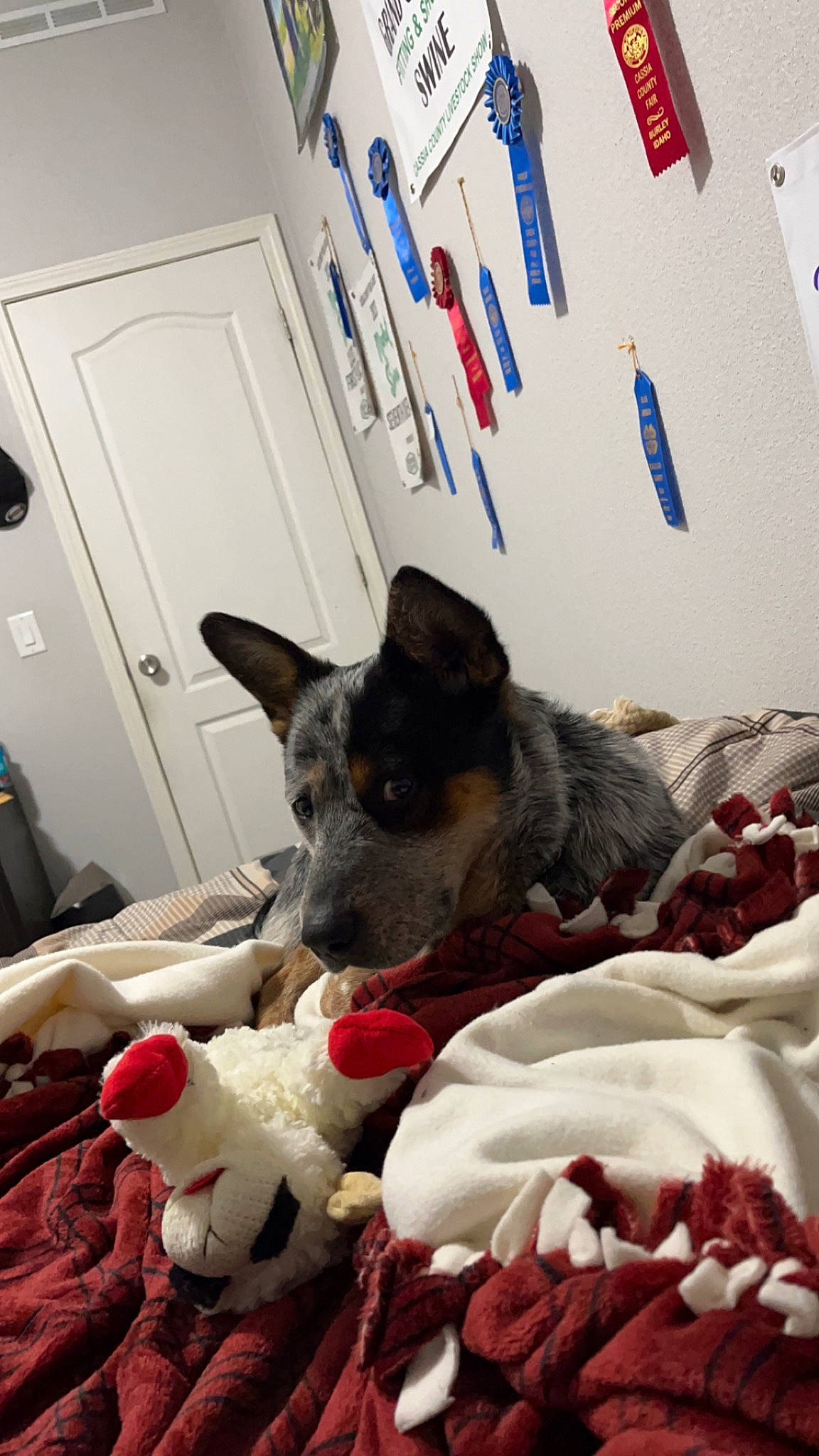 Buck is registered to the contest to win money with this photo: bed, bedding, carnivore, comfort, companion_dog, dog, dog_breed, dog_supply, door, door_handle, fawn, fur, linens, mammal, paw, remote_control, room, snout, sporting_group, toy