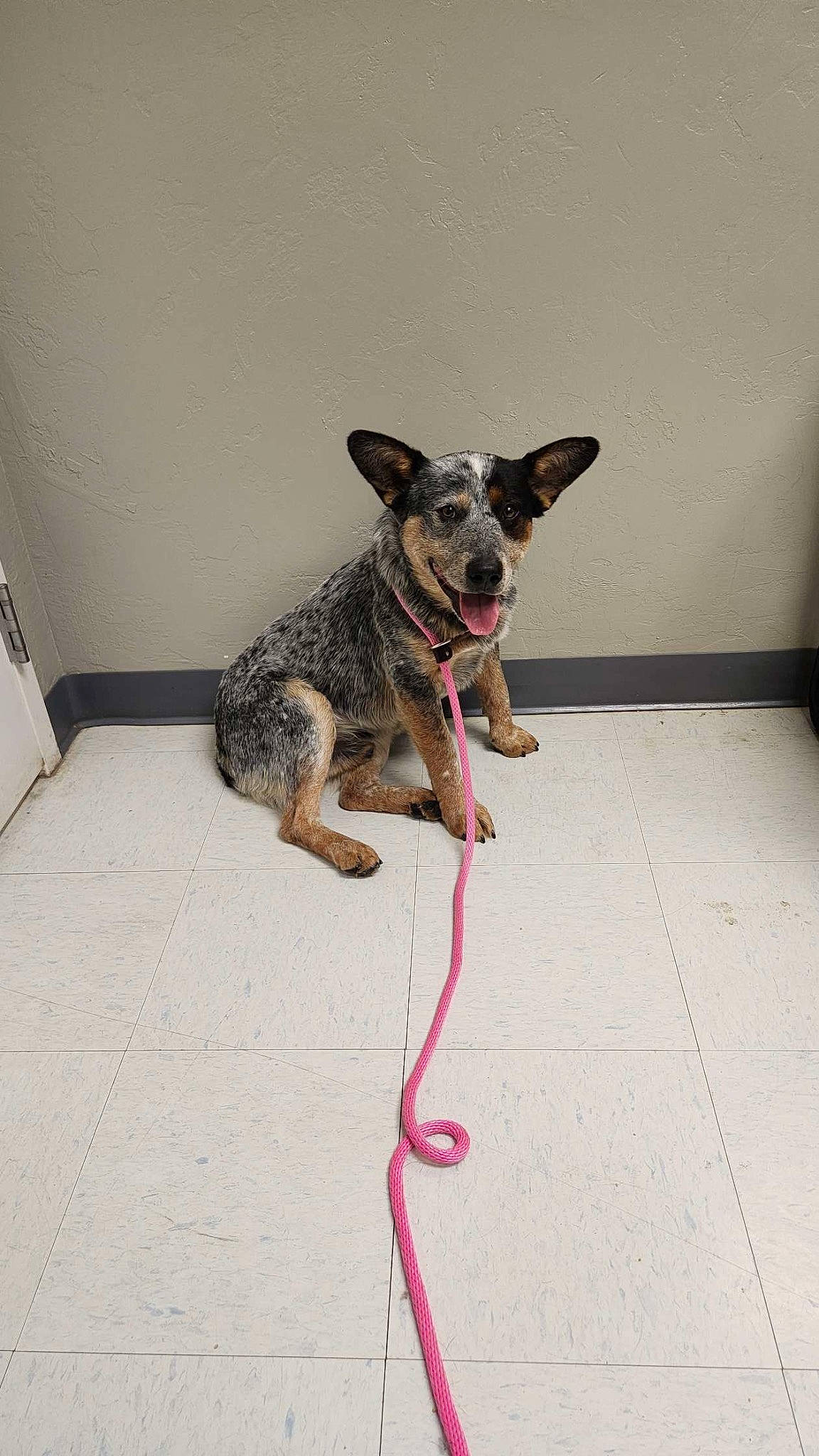 Buck is registered to the contest to win money with this photo: carnivore, collar, companion_dog, dog, dog_breed, dog_collar, dog_supply, fawn, floor, flooring, fur, grey, leash, paw, pet_supply, sporting_group, tail, water_dog, working_animal, working_dog