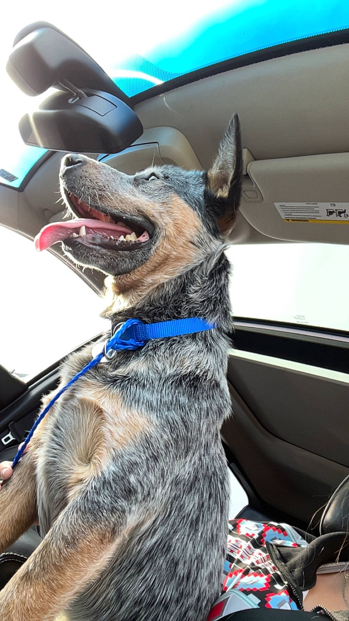 Buck is registered to the contest to win money with this photo: auto_part, blue, canidae, carnivore, collar, companion_dog, dog, dog_breed, dog_collar, electric_blue, fur, giant_dog_breed, guard_dog, herding_dog, law_enforcement, snout, sporting_group, vehicle, windshield, working_dog