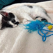 Tyna a rejoint le concours — aidez-le/la à gagner de superbes lots ! kitten, cat, sleeping, black_and_white, feathers, toy, blanket, soft, cozy, pet, animal, cute, relaxing, indoor, fur, whiskers, paws, nap, rest, domestic_cat