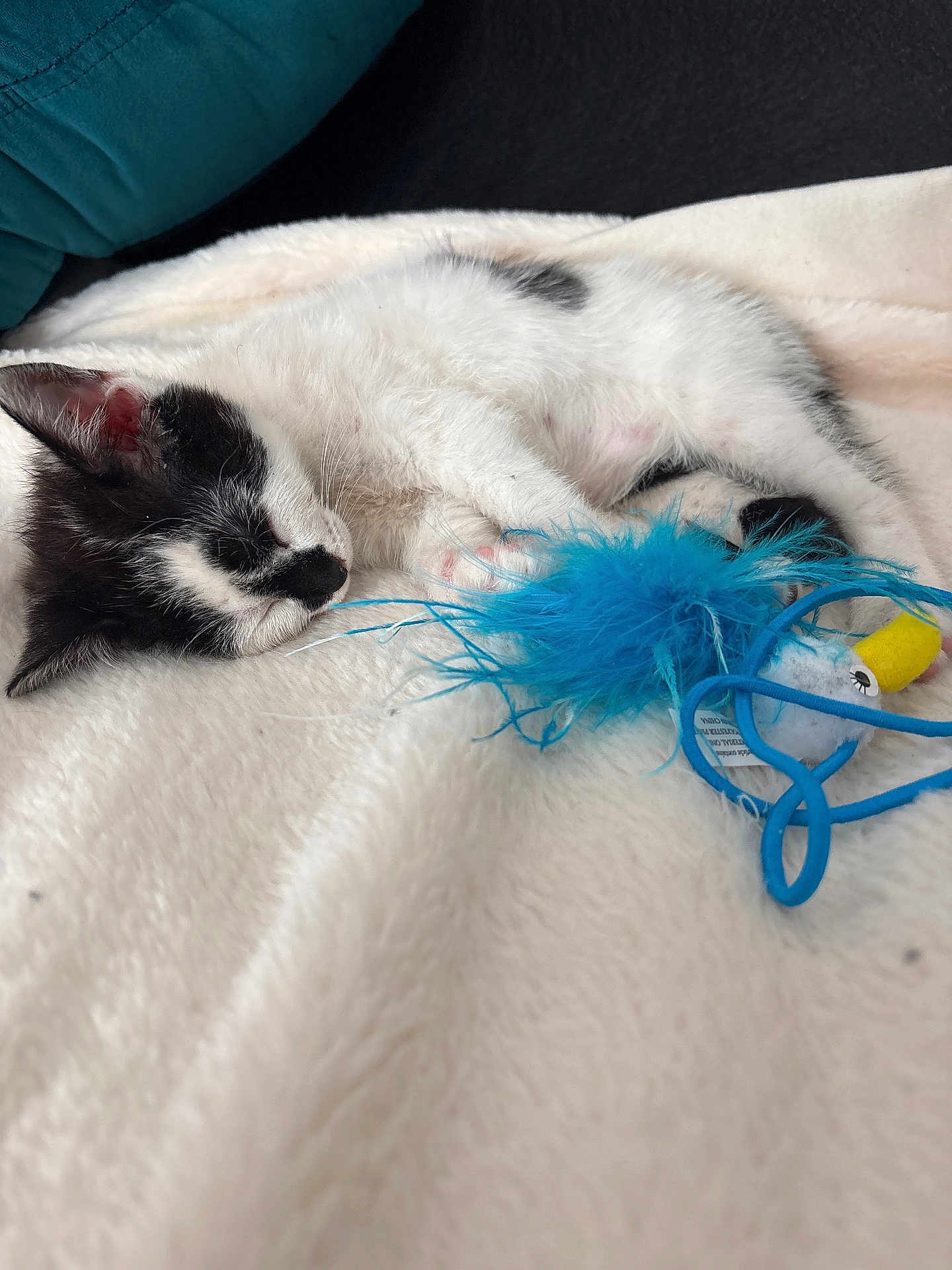 Tyna a rejoint le concours — aidez-le/la à gagner de superbes lots ! kitten, cat, sleeping, black_and_white, feathers, toy, blanket, soft, cozy, pet, animal, cute, relaxing, indoor, fur, whiskers, paws, nap, rest, domestic_cat