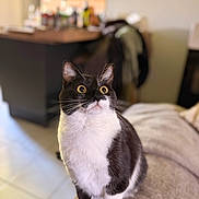 Vanille participe au concours pour gagner de l'argent avec cette photo : cat, black_and_white, wide_eyes, alert, indoor, couch, furniture, home, cozy, blurred_background, kitchen, bottle, table, tile_floor, pet, animal, whiskers, fur, domestic_cat, curious