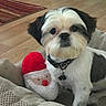 animal, christmas, collar, cozy, cute, dog, dog_bed, fur, holiday, indoor, pet, pet_accessory, plush_toy, portrait, rug, santa_claus, shih_tzu, small_dog, toy, wooden_floor