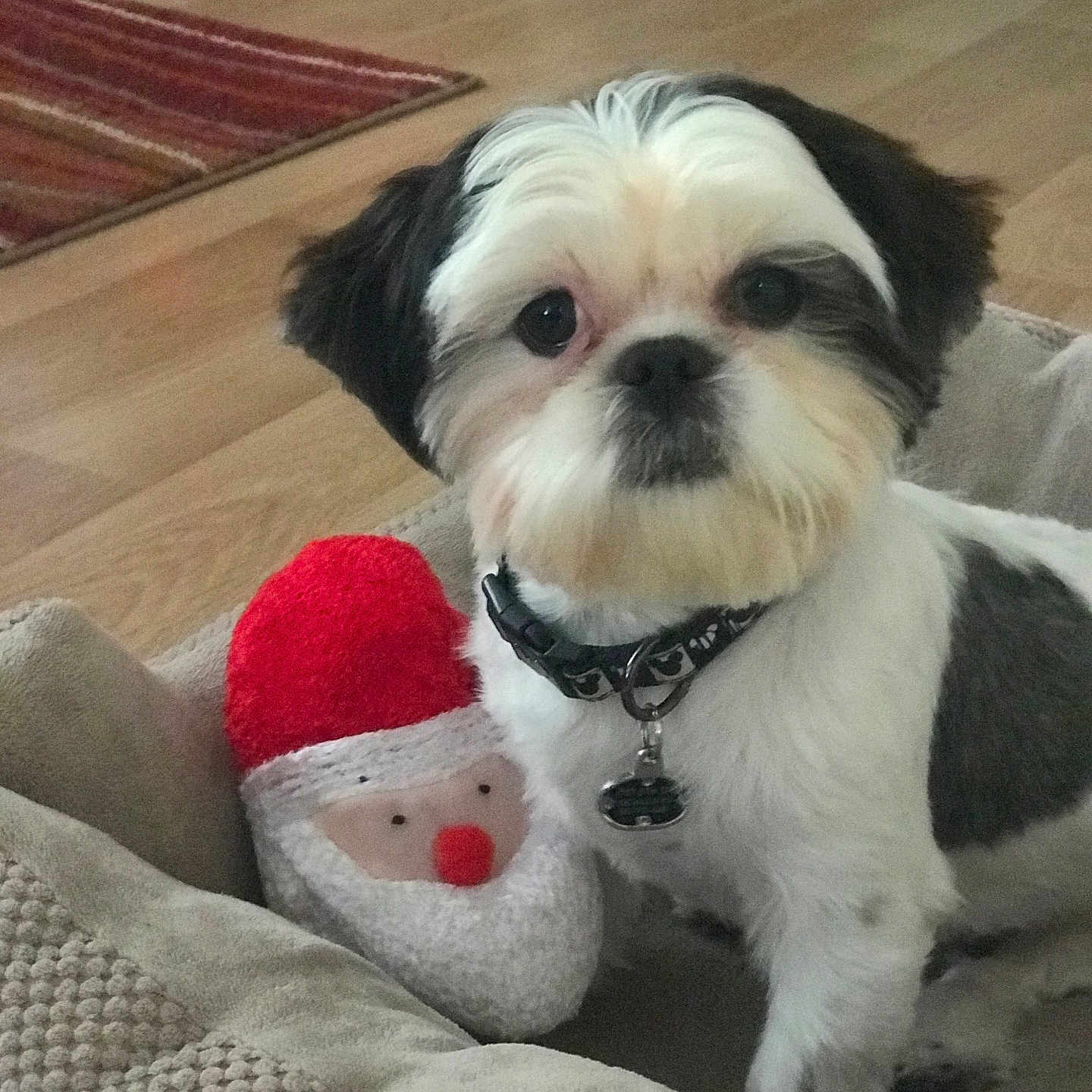 Lola
