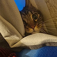 Timon a rejoint le concours — aidez-le/la à gagner de superbes lots ! cat, tabby, curious, peeking, blanket, cozy, indoor, feline, whiskers, wide_eyes, fur, hiding, corner, soft_texture, closeup, pet, animal, domestic, cute, playful