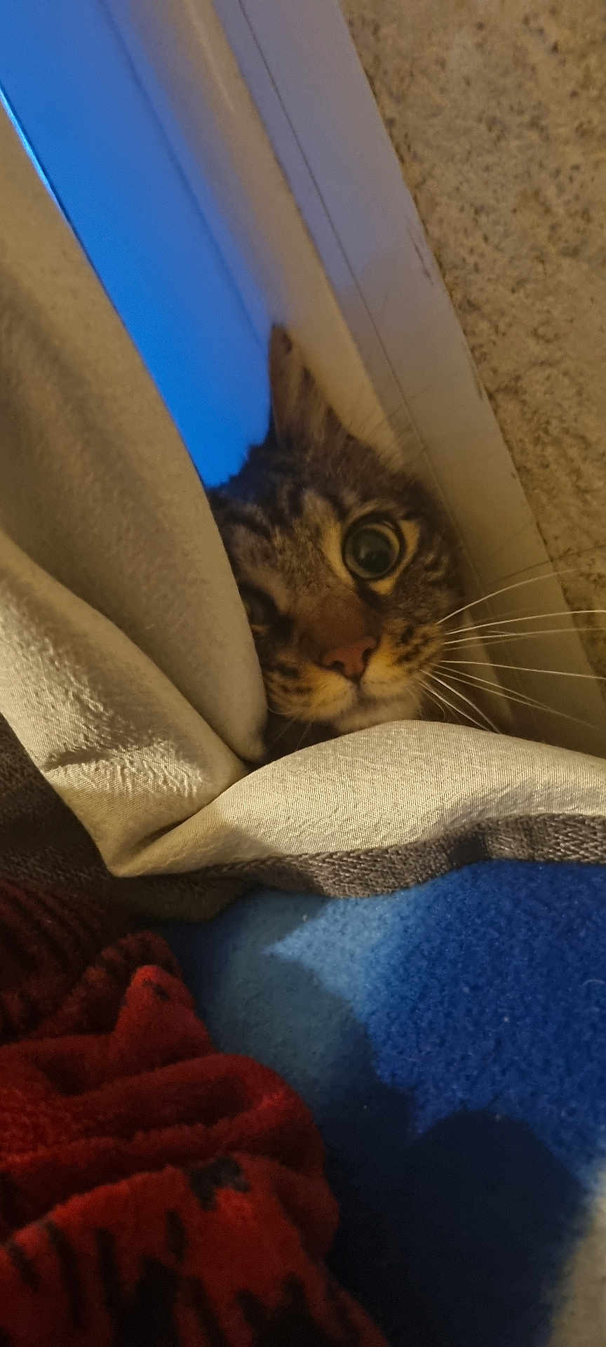 Timon a rejoint le concours — aidez-le/la à gagner de superbes lots ! cat, tabby, curious, peeking, blanket, cozy, indoor, feline, whiskers, wide_eyes, fur, hiding, corner, soft_texture, closeup, pet, animal, domestic, cute, playful