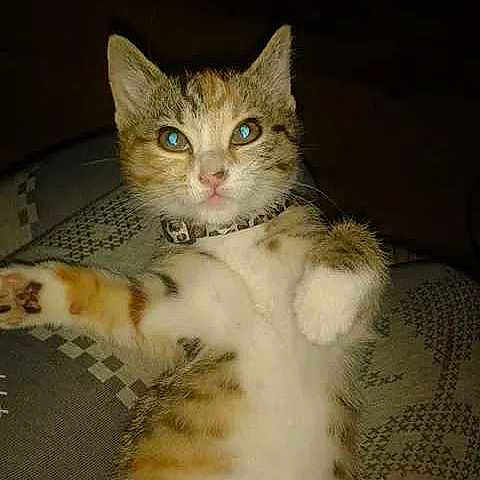 Narla