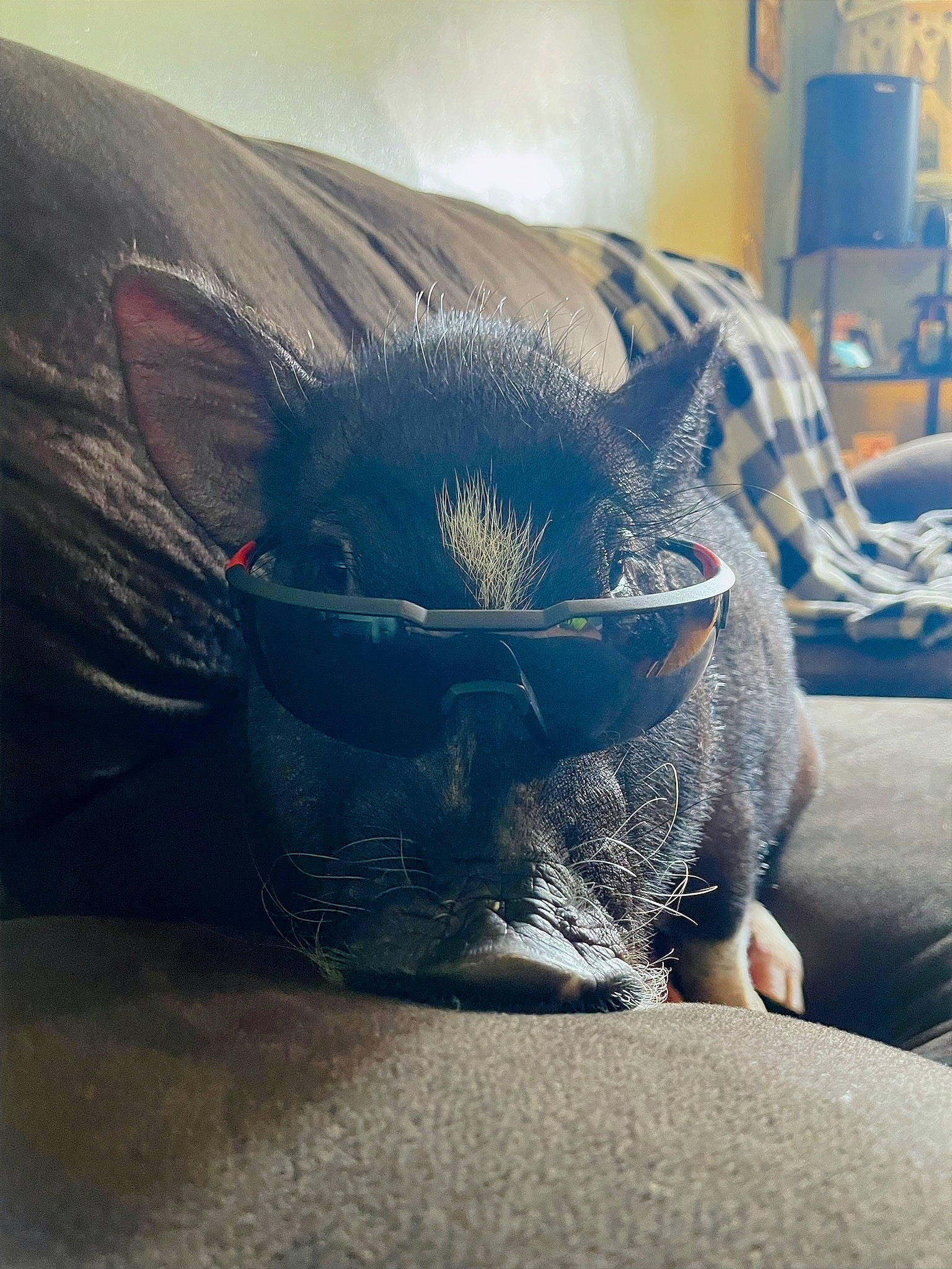 Bella is registered to the contest to win money with this photo: black_cat, carnivore, comfort, companion_dog, dog_breed, electric_blue, fawn, felidae, foot, grey, human_leg, mammal, paw, small_to_medium_sized_cats, snout, tail, terrestrial_animal, tints_and_shades, vertebrate, whiskers