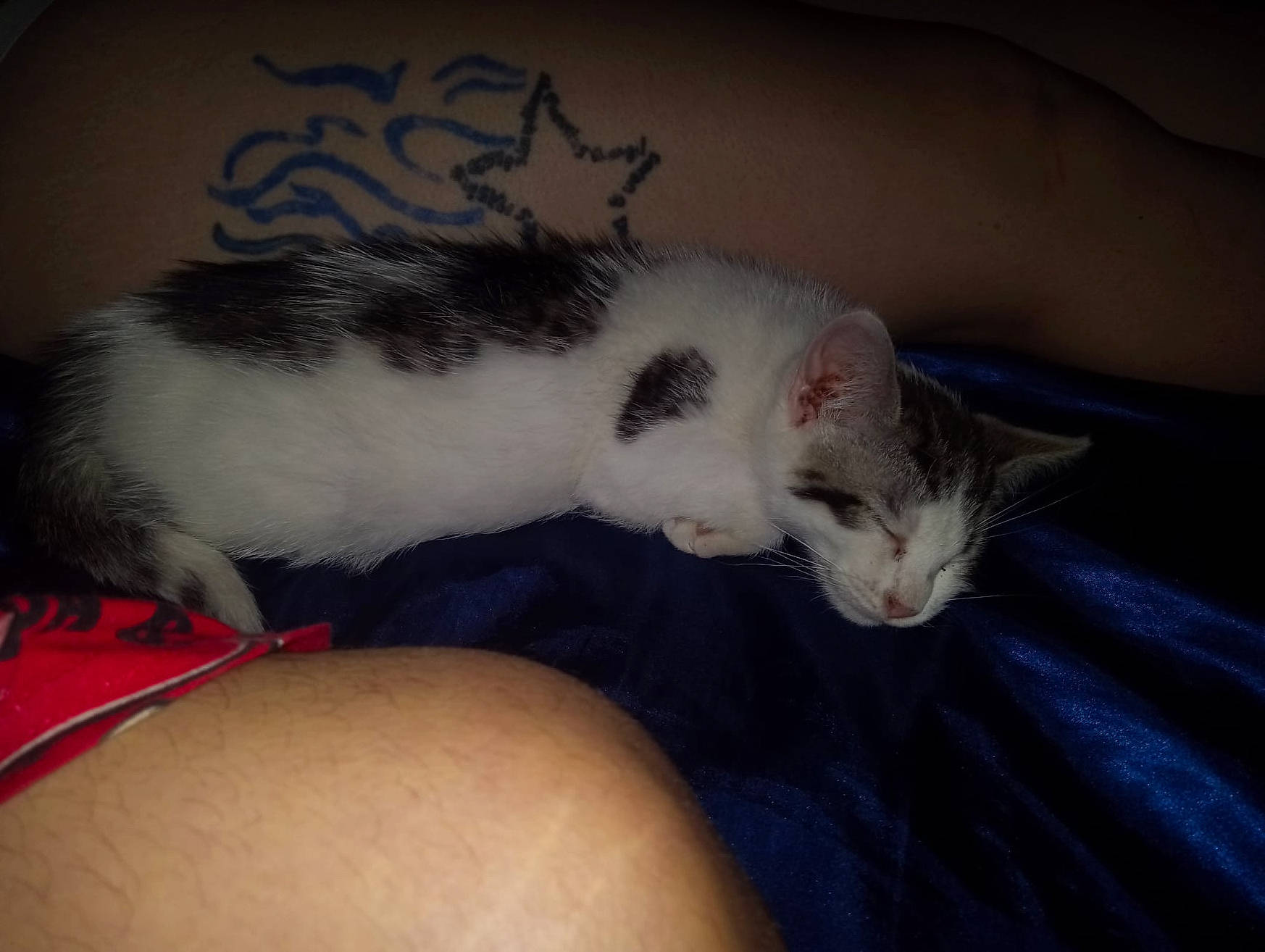 Tank is registered to the contest to win money with this photo: carnivore, cat, claw, comfort, domestic_short_haired_cat, felidae, foot, fur, gerbil, hamster, muroidea, mustelidae, nail, nap, paw, rodent, small_to_medium_sized_cats, tail, vertebrate, whiskers