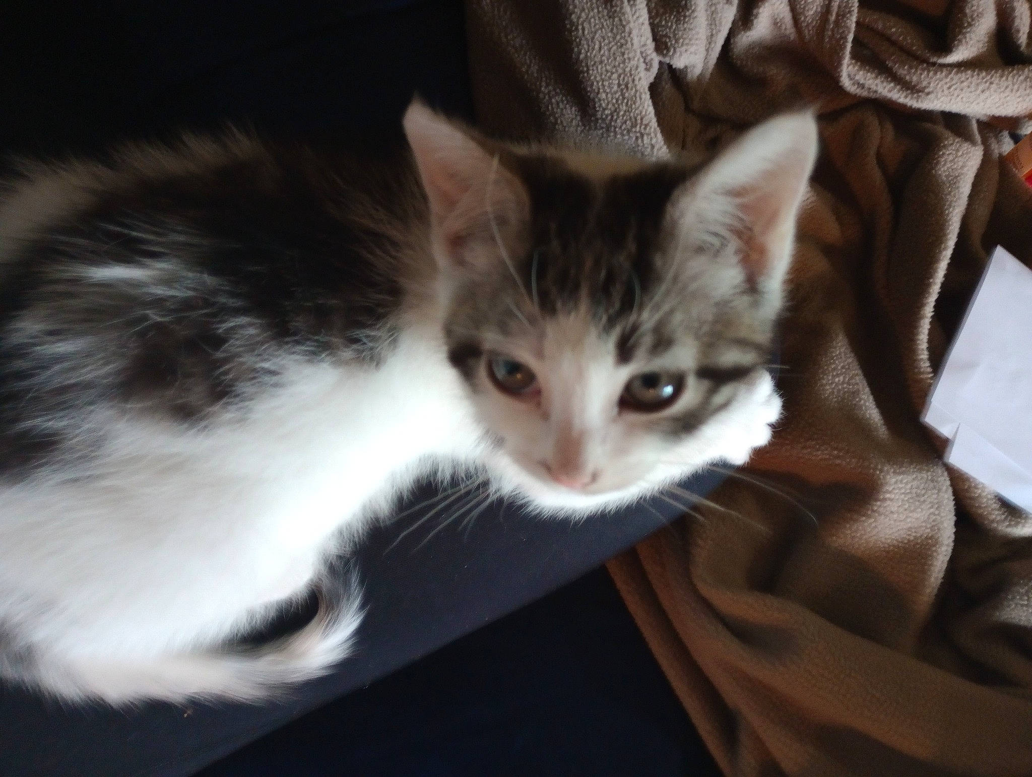 Tank joined the competition — help win amazing prizes! carnivore, cat, comfort, domestic_short_haired_cat, ear, felidae, fur, paw, small_to_medium_sized_cats, whiskers