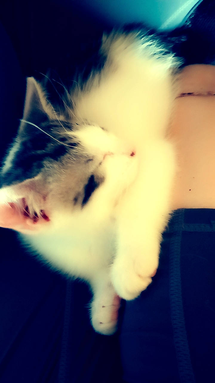 Tank joined the competition — help win amazing prizes! azure, carnivore, cat, close_up, darkness, electric_blue, felidae, finger, fur, gesture, happy, jaw, meteorological_phenomenon, nose, organism, paw, small_to_medium_sized_cats, sunlight, tail, whiskers