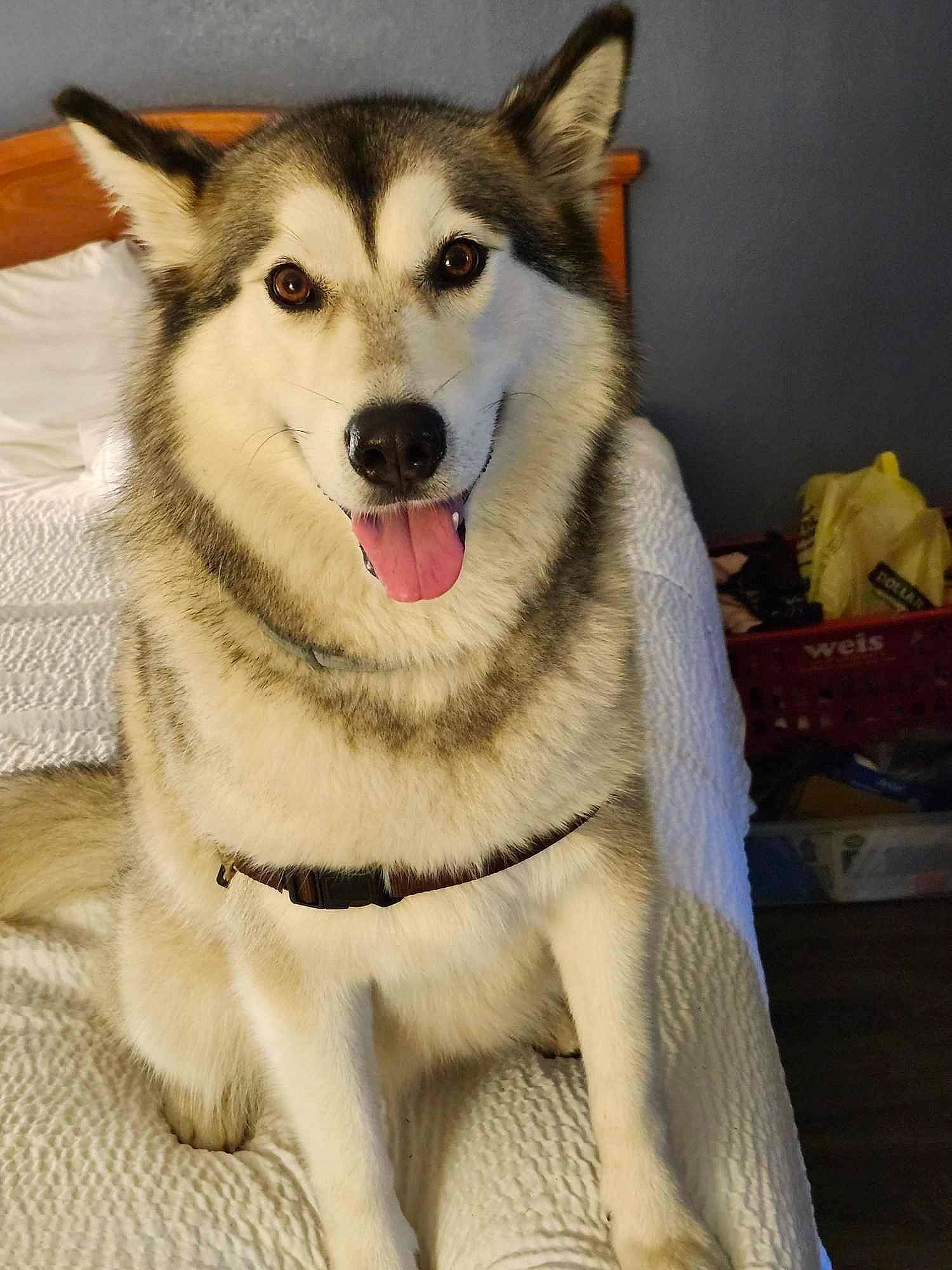 Nova joined the competition — help win amazing prizes! ancient_dog_breeds, box, canidae, carnivore, collar, companion_dog, dog, dog_breed, fur, non_sporting_group, pet_supply, siberian_husky, sled_dog, snout, sporting_group, whiskers, working_animal, working_dog