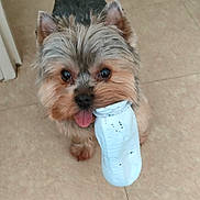 Olky participe au concours pour gagner de l'argent avec cette photo : animal, close_up, companion, cute, dog, domestic, ears, floor, fur, household, indoor, looking_up, mischievous, pet, plastic_bottle, playful, small_dog, standing, tongue_out, toy