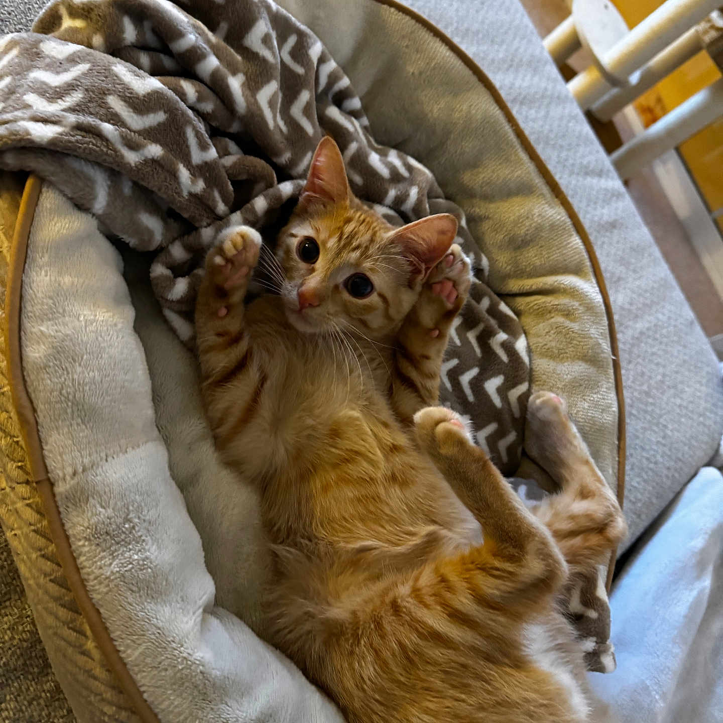 Gryffin is registered to the contest to win money with this photo: abyssinian, animal, armchair, basket, bed, blanket, cat, chair, couch, cradle, cushion, furniture, hardwood, homedecor, kitten, linen, manx, pet, siamese, wood
