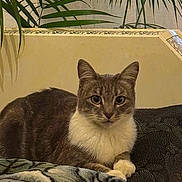 Perle a rejoint le concours — aidez-le/la à gagner de superbes lots ! cat, animal, pet, gray_fur, white_fur, indoor, blanket, cushion, plant, wall, decor, feline, looking, sitting, cozy, fur, whiskers, ears, domestic, resting