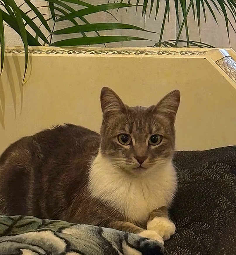 Perle a rejoint le concours — aidez-le/la à gagner de superbes lots ! cat, animal, pet, gray_fur, white_fur, indoor, blanket, cushion, plant, wall, decor, feline, looking, sitting, cozy, fur, whiskers, ears, domestic, resting