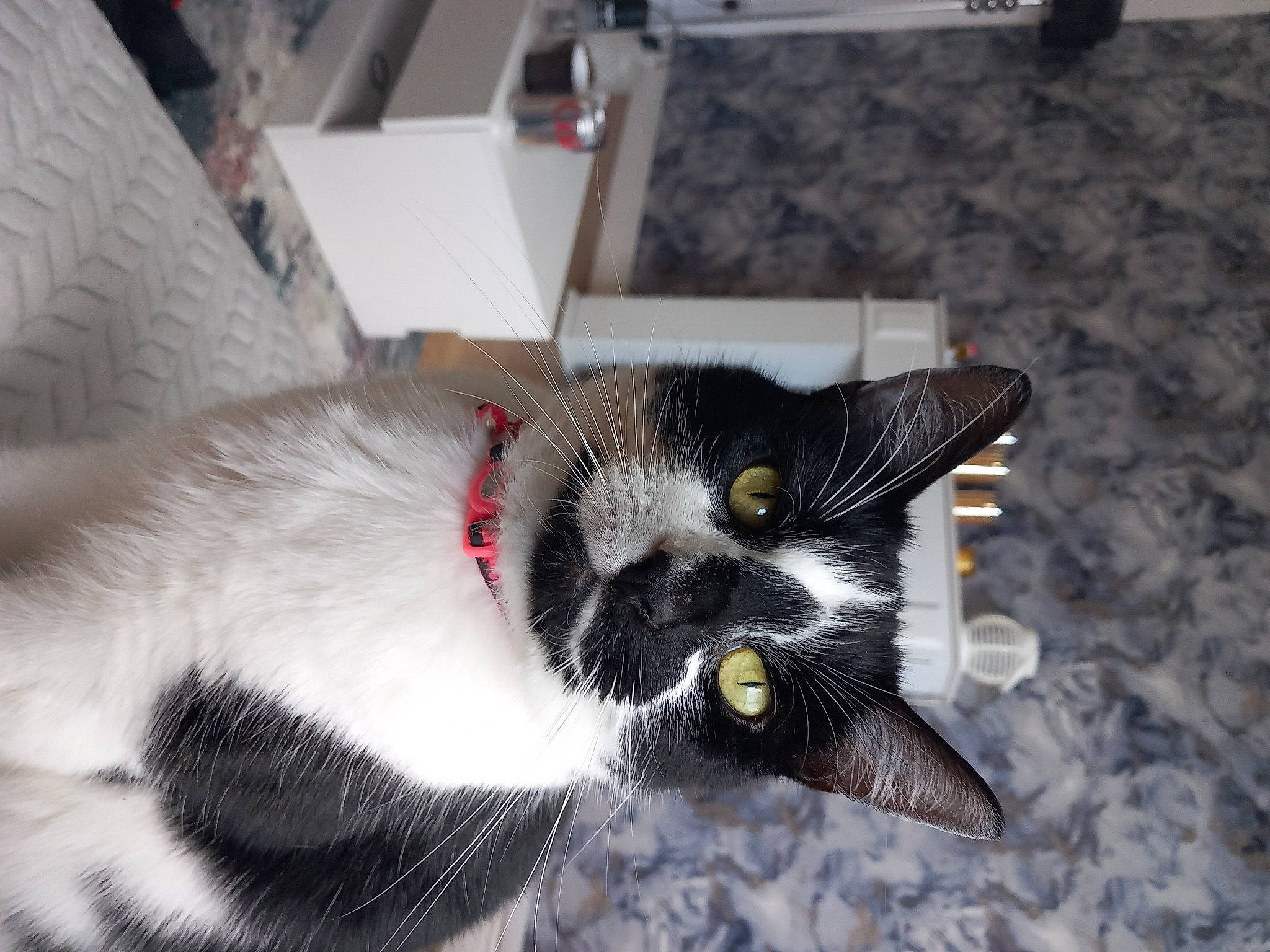 Ella joined the competition — help win amazing prizes! black_cat, canidae, carmine, carnivore, cat, claw, dog_breed, domestic_short_haired_cat, felidae, flooring, foot, fur, paw, small_to_medium_sized_cats, snout, sporting_group, tail, terrestrial_animal, whiskers, window