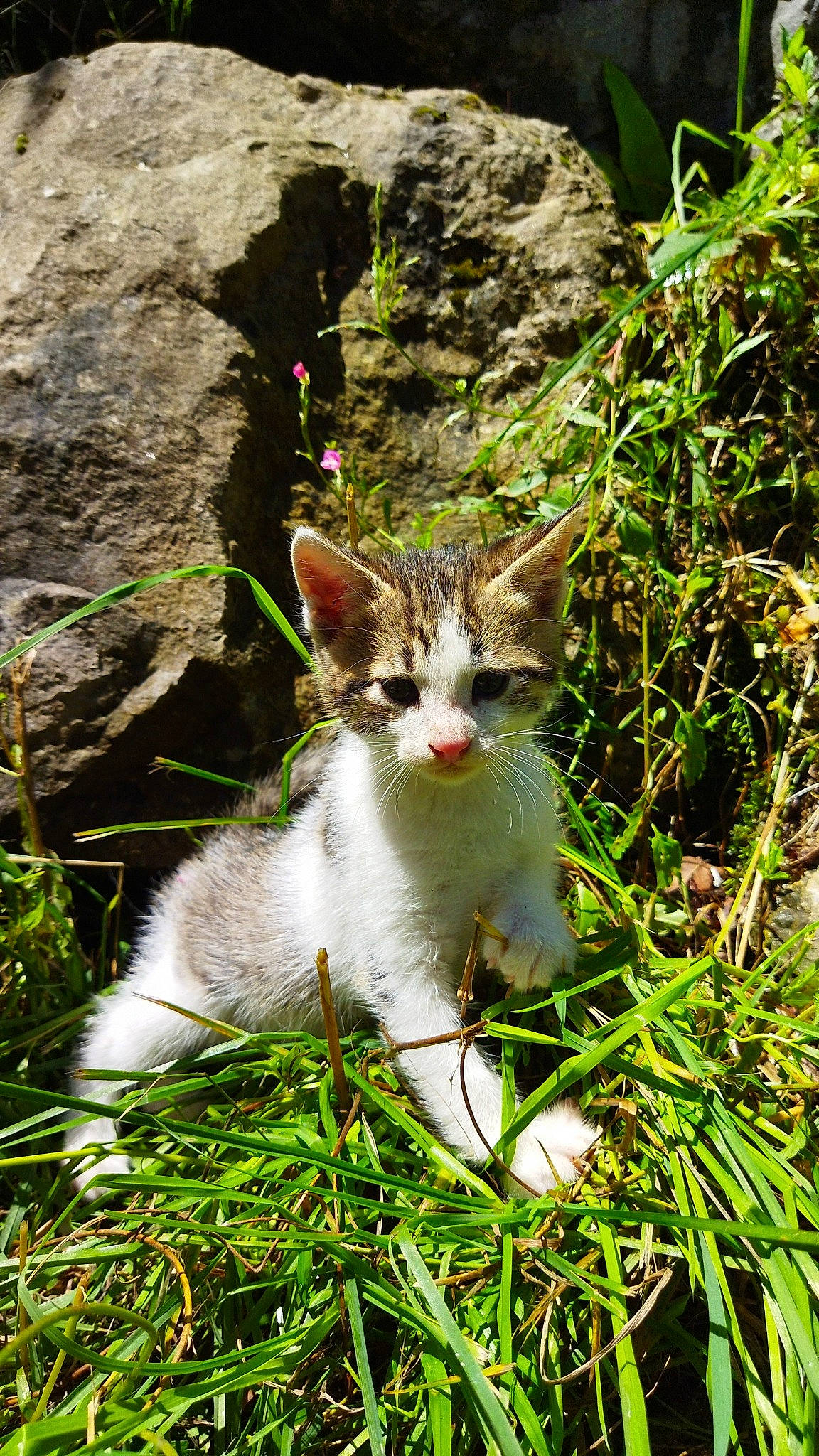 Chouchou a rejoint le concours — aidez-le/la à gagner de superbes lots ! bedrock, carnivore, cat, domestic_short_haired_cat, fawn, felidae, fur, grass, groundcover, herbaceous_plant, organism, plant, small_to_medium_sized_cats, snout, tail, terrestrial_animal, terrestrial_plant, tree, whiskers, wildlife