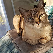 Mila a rejoint le concours — aidez-le/la à gagner de superbes lots ! cat, animal, pet, indoor, sunlight, cozy, cushion, feline, relaxed, home, window, plant, whiskers, fur, ears, tail, closeup, portrait, resting, soft