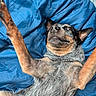 dog, cattle_dog, blue_heeler, pet, animal, lying_down, belly_up, raised_paws, paws, fur, speckled_coat, black_and_tan, gray_fur, pointed_ears, brown_eyes, funny_pose, relaxed, blue_blanket, indoor, close_up