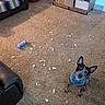 dog, pet, black_dog, sitting, pointy_ears, blue_collar, looking_at_camera, living_room, carpet, couch, leather_chair, furniture, dog_toy, shredded_stuffing, mess, playful, indoors, home, portrait, natural_light