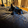 dog, black_dog, tan_markings, sleeping, lying_down, resting, pet, animal, blanket, bed, bedroom, indoor, home, cozy, warm_lighting, wooden_floor, furniture, ears, portrait, relaxed