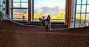Scarlet joined the competition — help win amazing prizes! dog, pet, canine, black_and_white, pointy_ears, portrait, indoors, living_room, couch, sofa, window, mountains, landscape, autumn, trees, scenic_view, sunlight, home, furniture, peekaboo