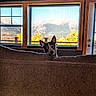 dog, pet, canine, black_and_white, pointy_ears, portrait, indoors, living_room, couch, sofa, window, mountains, landscape, autumn, trees, scenic_view, sunlight, home, furniture, peekaboo