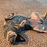 dog, pet, animal, lying_down, belly_up, playful, happy, smiling, teeth, paws, legs, fur, black_and_tan, carpet, indoors, home, relaxed, funny, portrait, close_up