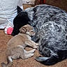 black_and_white_fur, carpet, coat_spots, companionship, curled_up, dog, domestic_animal, ear, floor, indoor, nose, pet, pet_food_bag, puppy, sleep, sleeping, snuggling, tail, tan_puppy, toy