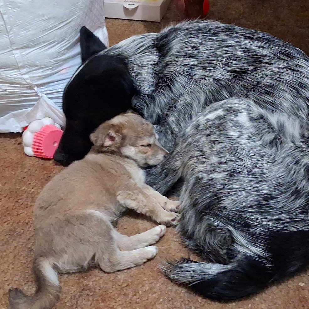 Sweet Pea And Blue