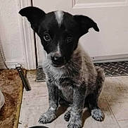 Blue is registered to the contest to win money with this photo: puppy, dog, black_and_white, speckled, sitting, pet, animal, water_bowl, indoor, kitchen, tile_floor, door, floppy_ears, short_fur, portrait, looking_at_camera, cute, young_dog, home, floor