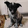 puppy, dog, black_and_white, speckled, sitting, pet, animal, water_bowl, indoor, kitchen, tile_floor, door, floppy_ears, short_fur, portrait, looking_at_camera, cute, young_dog, home, floor