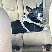 Richard is registered to the contest to win money with this photo: dog, canine, black_and_white, harness, car, back_seat, vehicle, pet, animal, sitting, lying_down, pointed_ears, white_paws, white_chest, dark_fur, brown_eyes, portrait, indoors, transportation, relaxed