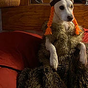 Ava joined the competition — help win amazing prizes! dog, costume, viking, orange_horns, braided_yarn, furry_blanket, couch, red_couch, indoor, wicker_baskets, stained_glass, wood_paneling, pet, animal, fur, seated, looking_away, cozy, home_interior, decor