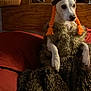 dog, costume, viking, orange_horns, braided_yarn, furry_blanket, couch, red_couch, indoor, wicker_baskets, stained_glass, wood_paneling, pet, animal, fur, seated, looking_away, cozy, home_interior, decor
