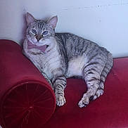 Olivia is registered to the contest to win money with this photo: cat, tabby, bow_tie, furniture, red_chaise, indoor, pet, animal, relaxed, cute, striped, whiskers, ears, paws, fur, resting, cozy, home, portrait, mammal