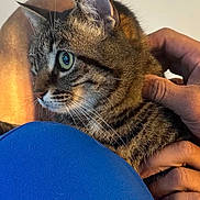 Kanou a rejoint le concours — aidez-le/la à gagner de superbes lots ! cat, tabby_cat, pet, animal, whiskers, green_eyes, human_hand, person, lap, blue_clothing, fabric, indoor, close_up, fur, ear, nose, paws, gaze, portrait, holding