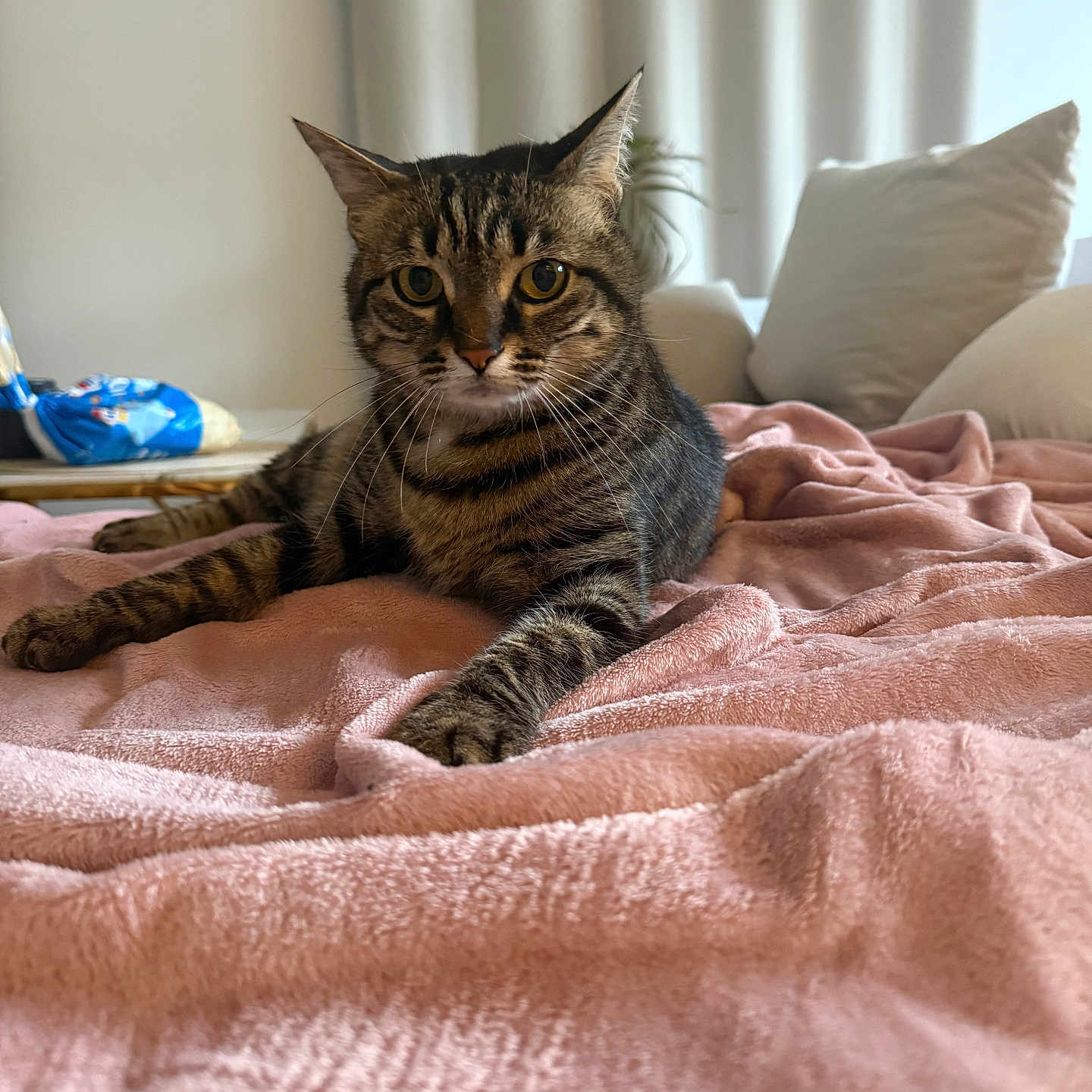 Kanou a rejoint le concours — aidez-le/la à gagner de superbes lots ! bed, blanket, cat, cozy, curtain, fur, furniture, golden_eyes, houseplant, indoor, living_room, paw, pillow, soft_light, stare, stripes, tabby_cat, textile, throw_blanket, whiskers
