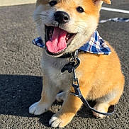 Baïko participe au concours pour gagner de l'argent avec cette photo : dog, puppy, shiba_inu, smiling, happy, sitting, outdoor, pavement, road, leash, collar, bow_tie, plaid, blue_sky, banner, french_text, portrait, sunlight, cute, pet