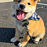 dog, puppy, shiba_inu, smiling, happy, sitting, outdoor, pavement, road, leash, collar, bow_tie, plaid, blue_sky, banner, french_text, portrait, sunlight, cute, pet