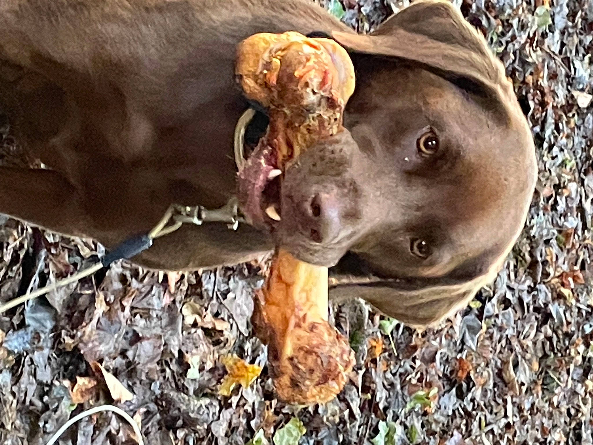 Honda is registered to the contest to win money with this photo: canidae, carnivore, collar, dog, dog_breed, dog_collar, fashion_accessory, fawn, grass, hat, liver, natural_material, plant, snout, sporting_group, sun_hat, terrestrial_animal, whiskers, wildlife, working_animal