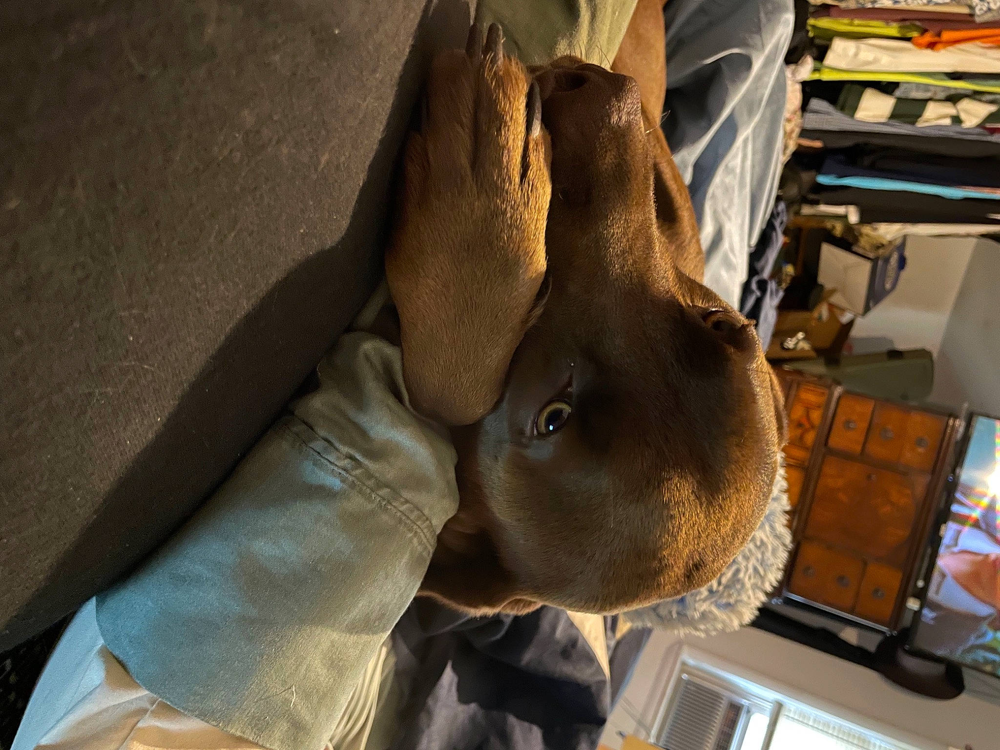 Honda joined the competition — help win amazing prizes! canidae, carnivore, comfort, companion_dog, dog_breed, fawn, felidae, fur, hat, linens, liver, musical_instrument, room, small_to_medium_sized_cats, snout, sporting_group, whiskers, window, wood, working_animal