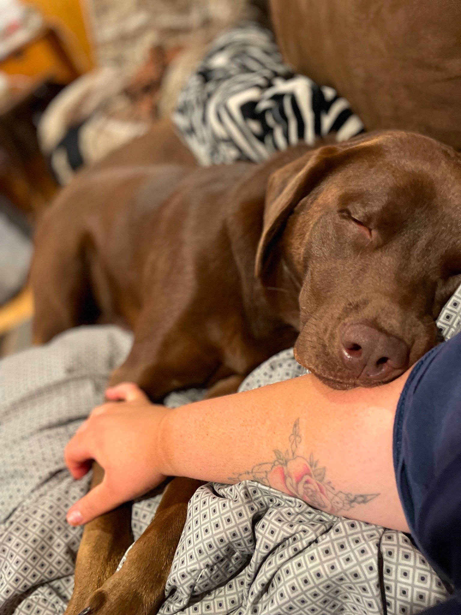 Honda joined the competition — help win amazing prizes! carnivore, collar, comfort, companion_dog, dog, dog_breed, dog_collar, dog_supply, fawn, fur, guard_dog, gun_dog, liver, nail, pointer, sporting_group, terrestrial_animal, whiskers, working_animal, wrinkle