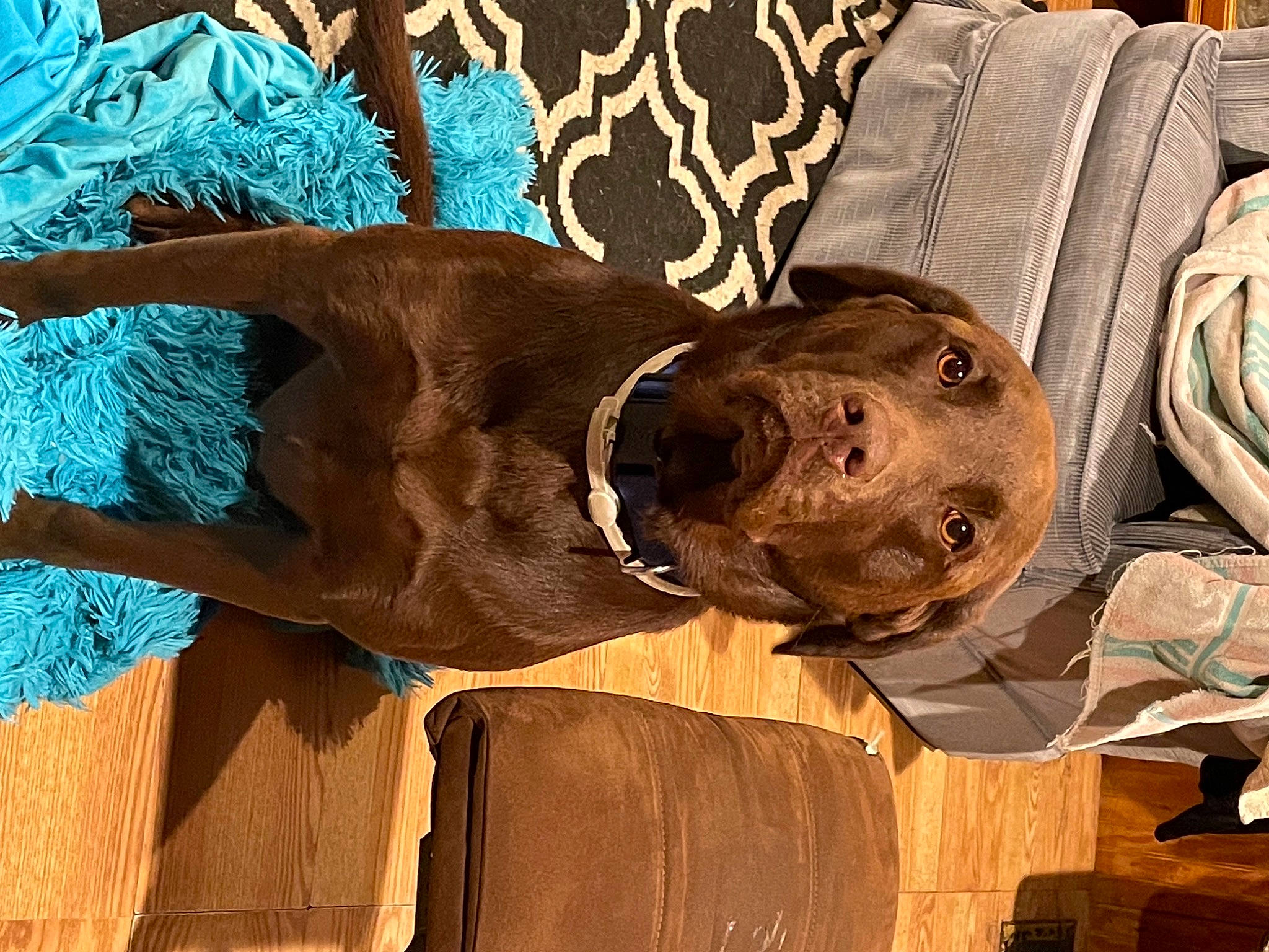 Honda joined the competition — help win amazing prizes! art, artifact, brown, canidae, carnivore, comfort, companion_dog, dog, dog_breed, fawn, fur, hat, liver, sculpture, sporting_group, terrestrial_animal, tree, visual_arts, wood, working_animal