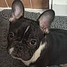 dog, french_bulldog, pet, animal, black_and_white, portrait, face, ears, large_ears, short_snout, wrinkles, eyes, looking_at_camera, indoors, bathroom, tile, bath_mat, floor, sitting, cute