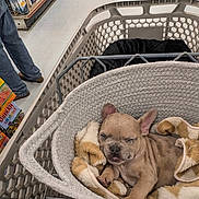 Sunny joined the competition — help win amazing prizes! dog, puppy, french_bulldog, sleeping, shopping_cart, supermarket, blanket, plush_toy, indoors, grocery_store, pet, animal, cute, resting, curled_up, brown_dog, wrinkles, cart, retail, cozy