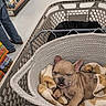 dog, puppy, french_bulldog, sleeping, shopping_cart, supermarket, blanket, plush_toy, indoors, grocery_store, pet, animal, cute, resting, curled_up, brown_dog, wrinkles, cart, retail, cozy